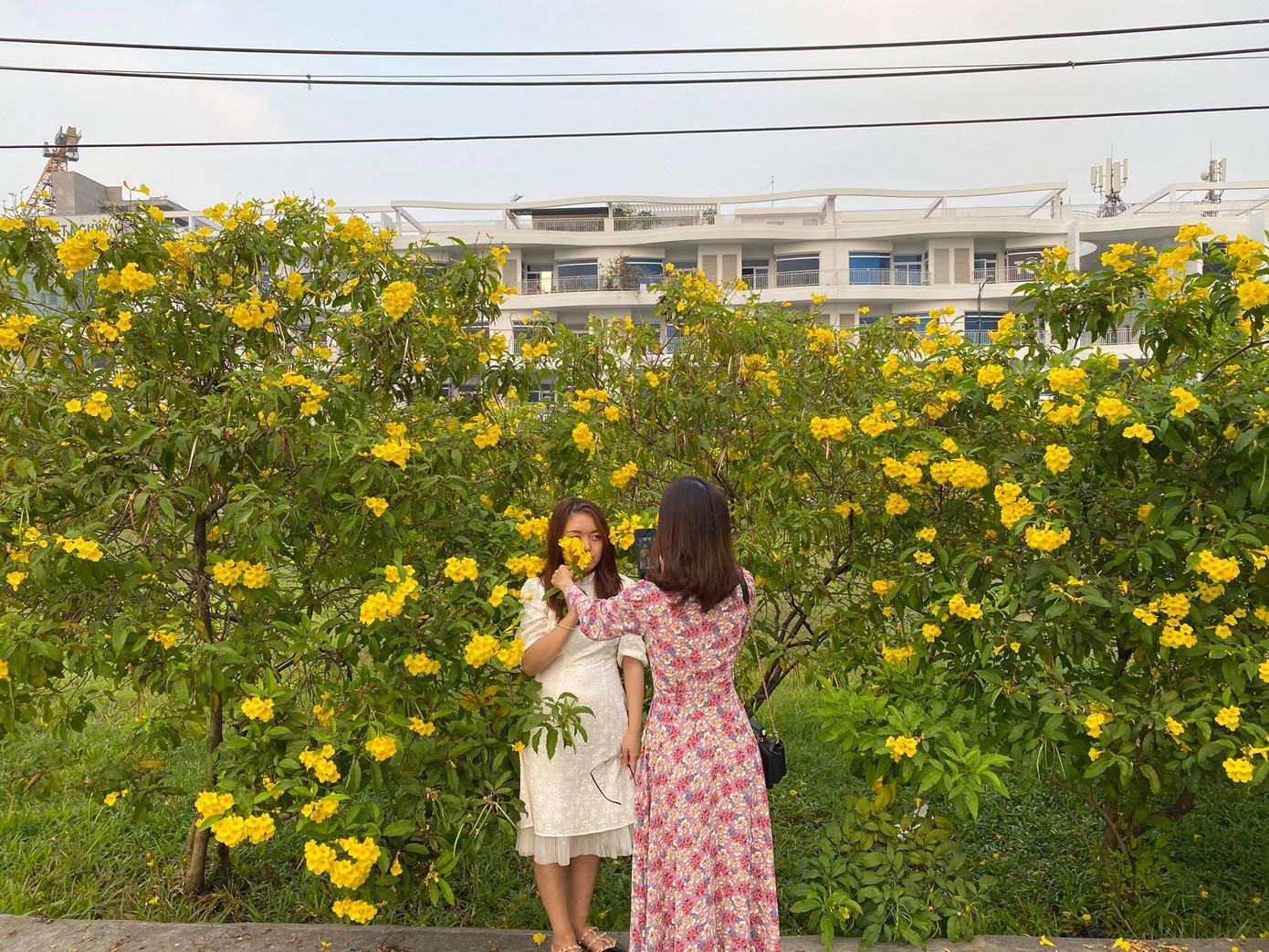 Con đường hoa hoàng yến rực rỡ một góc trời, teen Sài Gòn rủ nhau check-in đón Tết ảnh 4