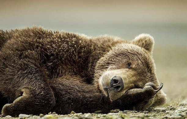 Hai du khách Nga trốn vé vào Công viên Quốc gia rồi đấm xỉu chú gấu vì tưởng là bảo vệ soát vé ảnh 2