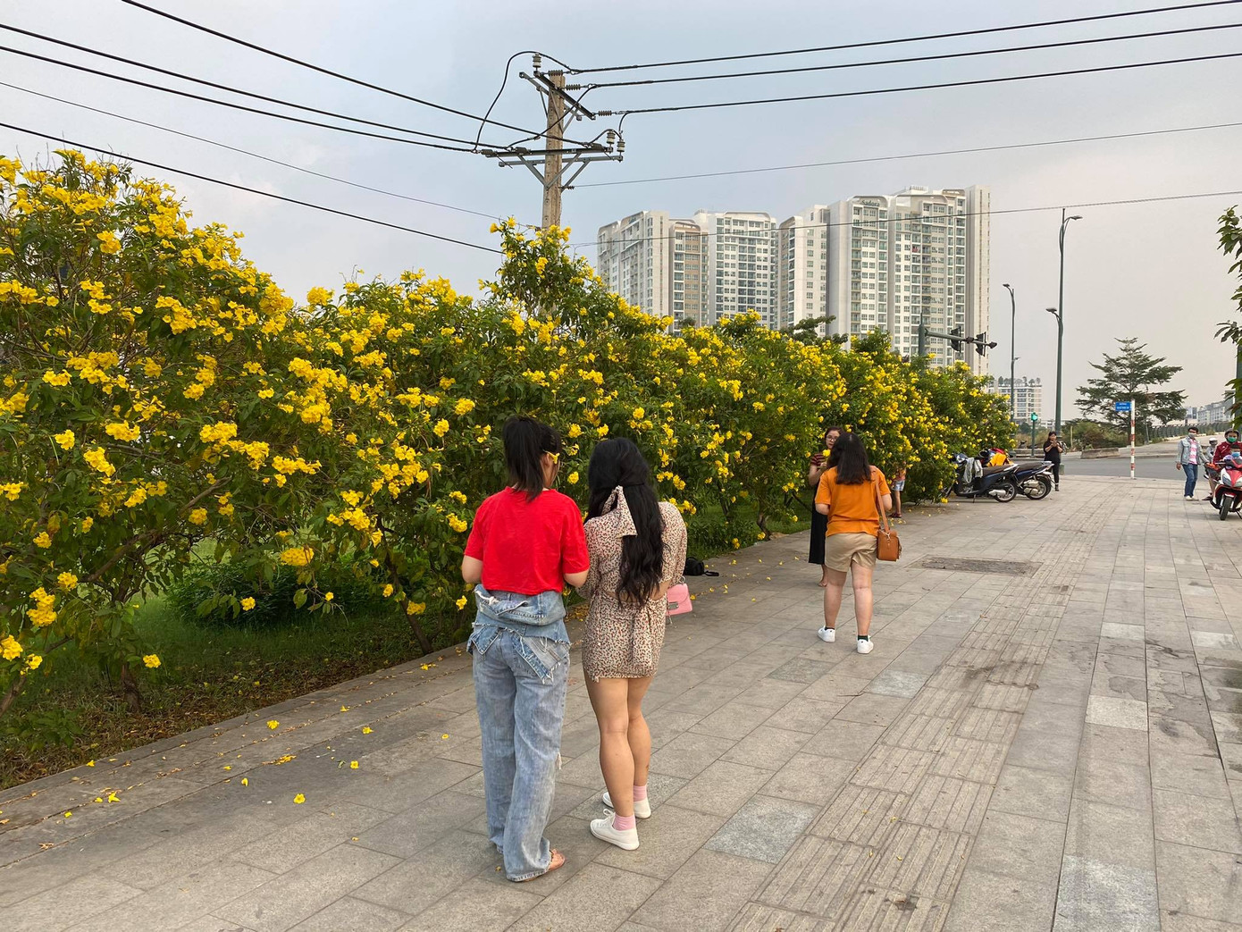 Con đường hoa hoàng yến rực rỡ một góc trời, teen Sài Gòn rủ nhau check-in đón Tết ảnh 3