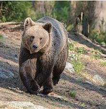 Hai du khách Nga trốn vé vào Công viên Quốc gia rồi đấm xỉu chú gấu vì tưởng là bảo vệ soát vé ảnh 1