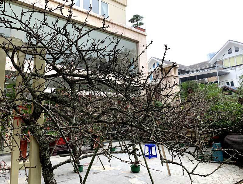 Thị trường hoa, cây cảnh Tết: Đào Nhật Tân đẹp, vẫn lo ảnh 2 Thị trường hoa, cây cảnh Tết: Đào Nhật Tân đẹp, vẫn lo ảnh 2