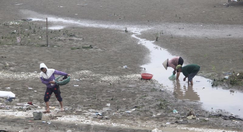 Người dân lo lắng khi ngao chết bất thường trên diện rộng ảnh 1