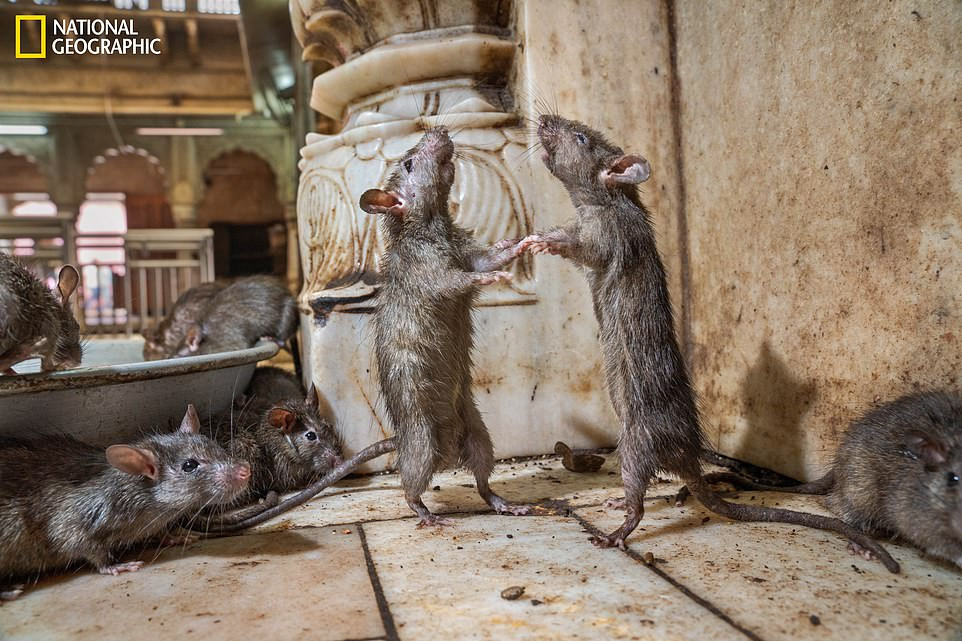 Mãn nhãn chiêm ngưỡng những hình ảnh đẹp nhất năm 2019 ảnh 1