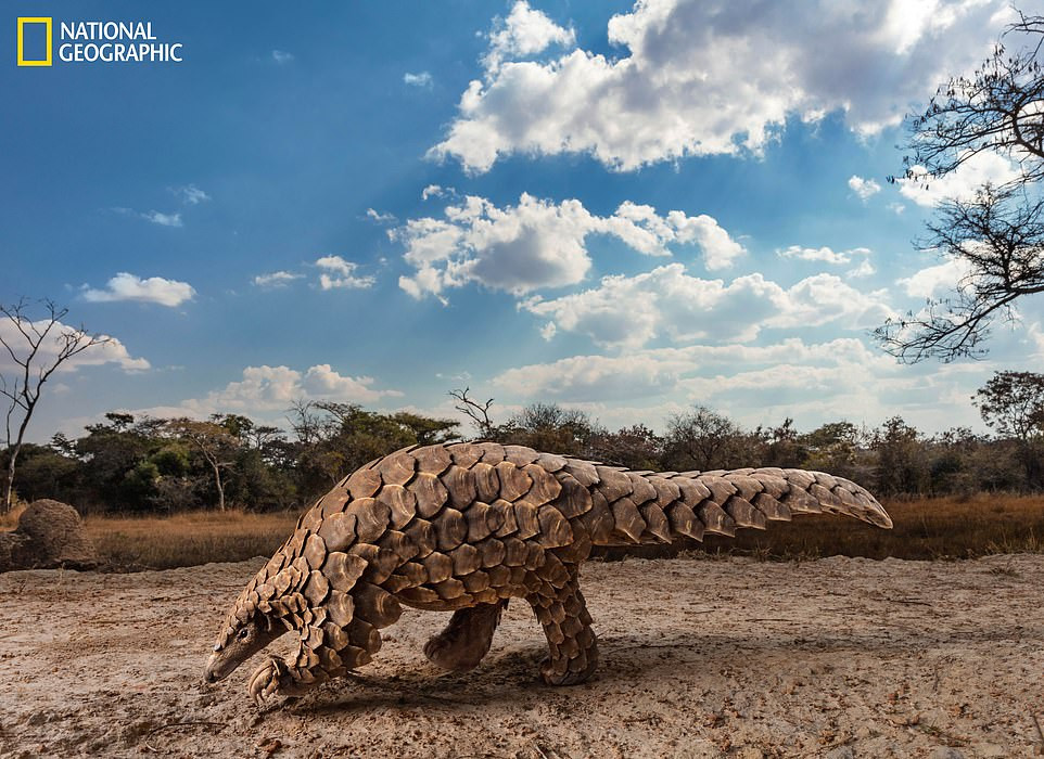 Mãn nhãn chiêm ngưỡng những hình ảnh đẹp nhất năm 2019 ảnh 8