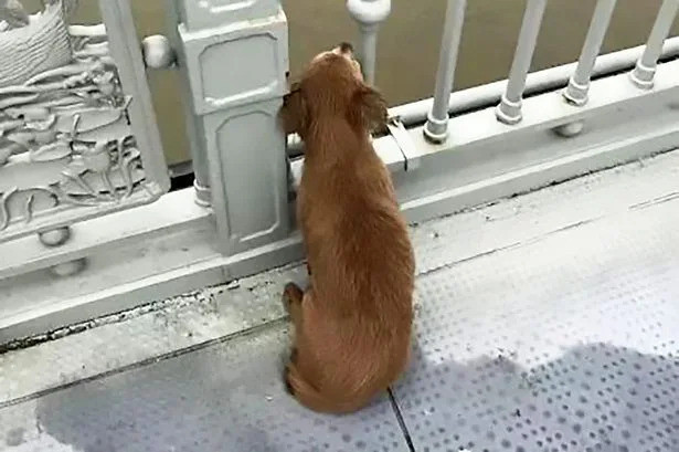 Chủ nhảy xuống sông, chú chó trung thành vẫn kiên nhẫn nằm đợi bên cầu suốt 4 ngày ảnh 2