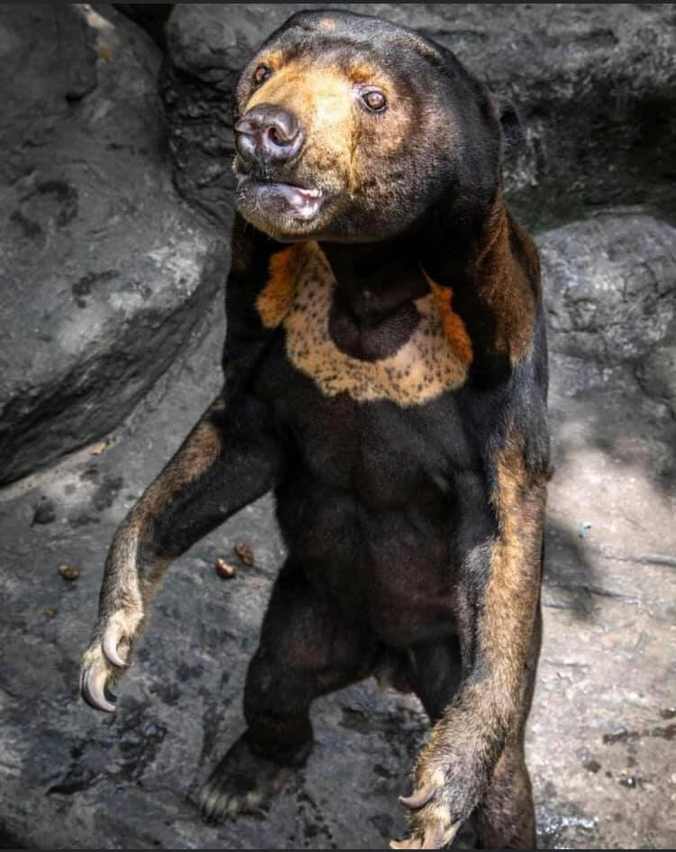 Thảo Cầm Viên Sài Gòn lên tiếng phản bác sau khi bị “tố” ngược đãi động vật ảnh 1