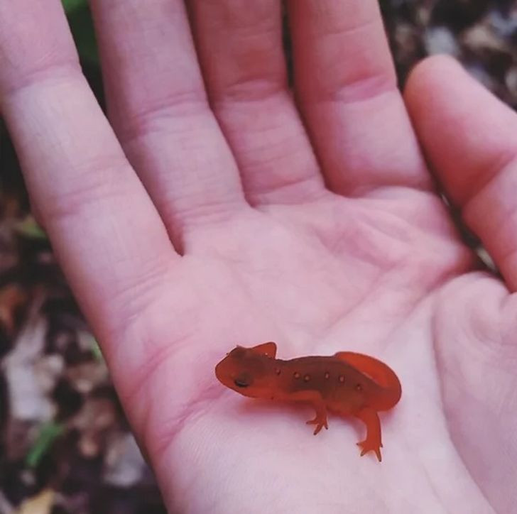 Thử thách 10 giây: Bạn đã đói đến mức nghĩ đây đều là đồ ăn chưa? ảnh 9