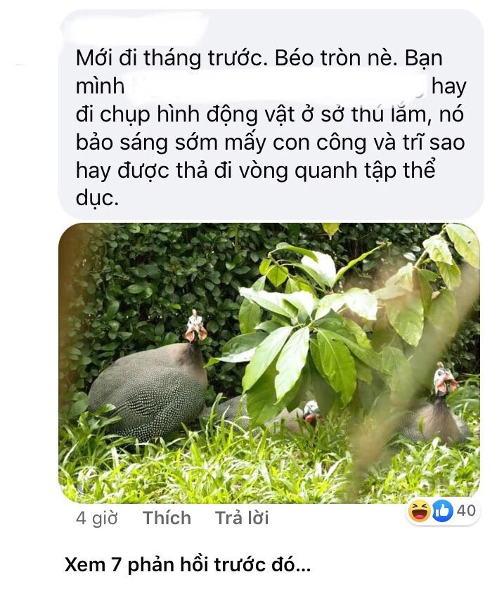 Thảo Cầm Viên Sài Gòn lên tiếng phản bác sau khi bị “tố” ngược đãi động vật ảnh 8