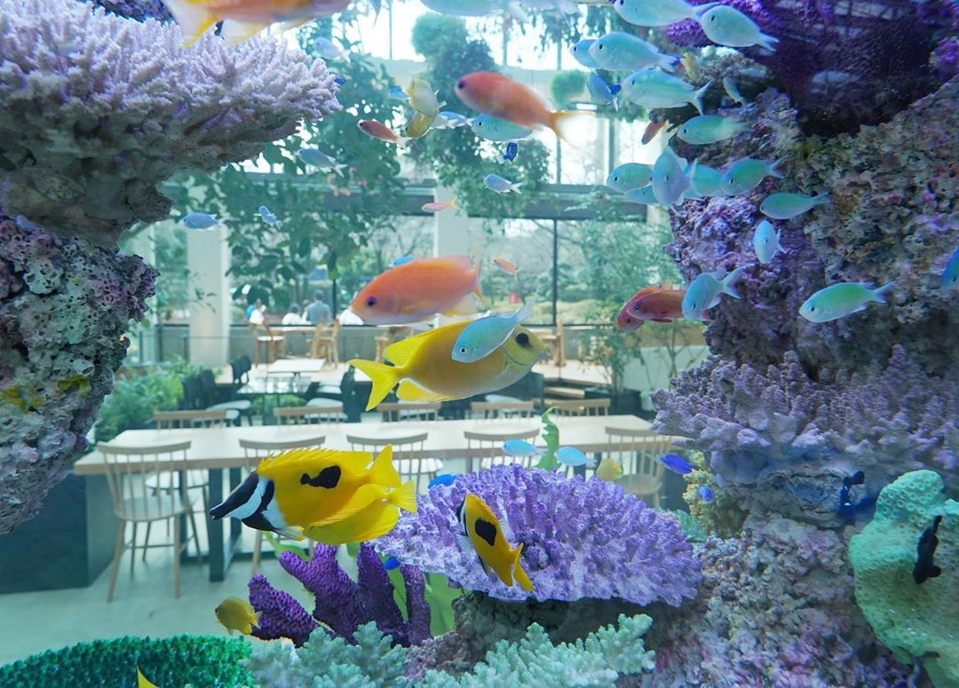 Bên trong cửa hàng Starbucks nhà kính ngàn hoa “đốn tim” các tín đồ sống ảo ở Nhật Bản ảnh 4