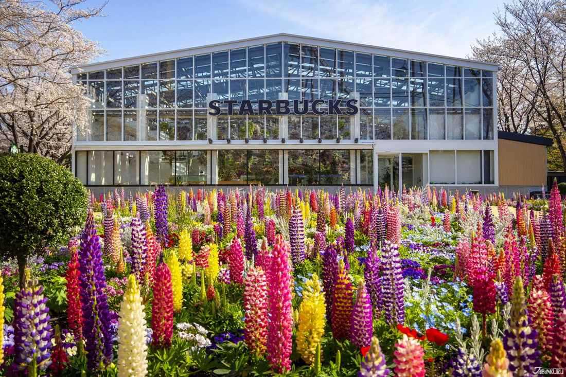 Bên trong cửa hàng Starbucks nhà kính ngàn hoa “đốn tim” các tín đồ sống ảo ở Nhật Bản ảnh 1