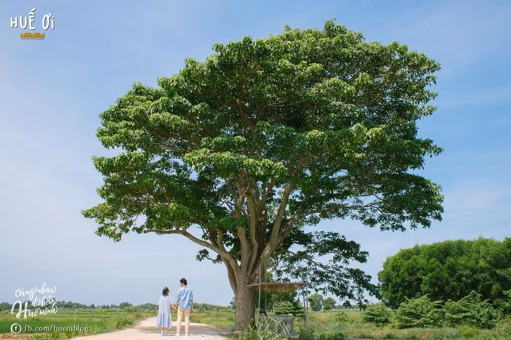 Xót xa “cây Mắt Biếc” trơ trụi sau bão số 5, khắp thành phố Huế ngổn ngang cây đổ ảnh 14