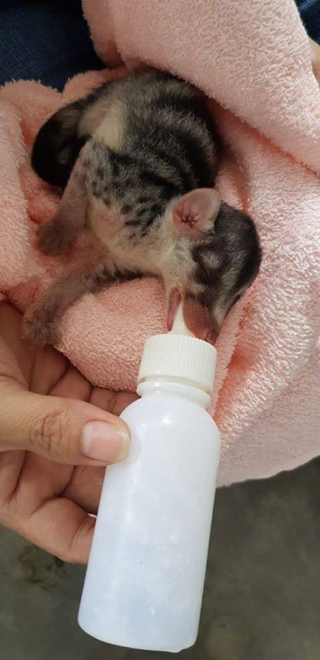 TP.HCM: Thảo Cầm Viên gặp khó khăn, kêu gọi cộng đồng chung tay hỗ trợ hơn 1500 động vật ảnh 5