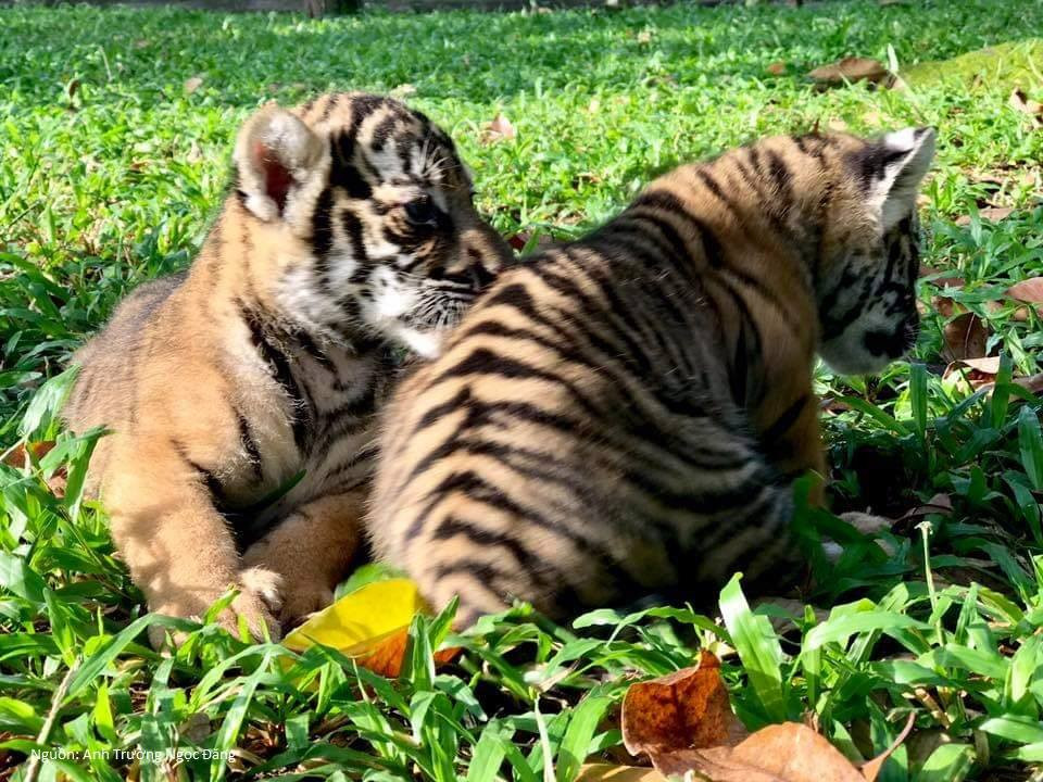 TP.HCM: Thảo Cầm Viên gặp khó khăn, kêu gọi cộng đồng chung tay hỗ trợ hơn 1500 động vật ảnh 6