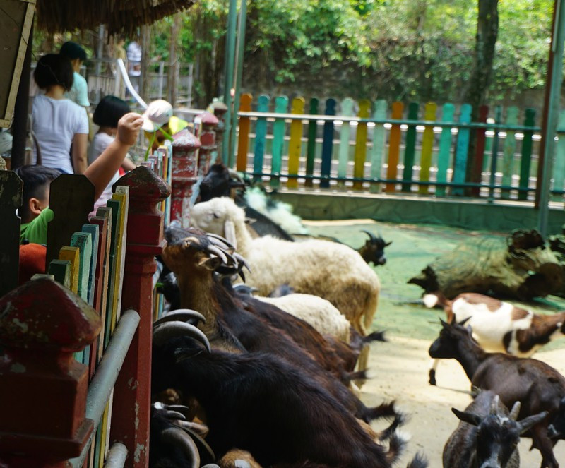 TP.HCM: Thảo Cầm Viên gặp khó khăn, kêu gọi cộng đồng chung tay hỗ trợ hơn 1500 động vật ảnh 2