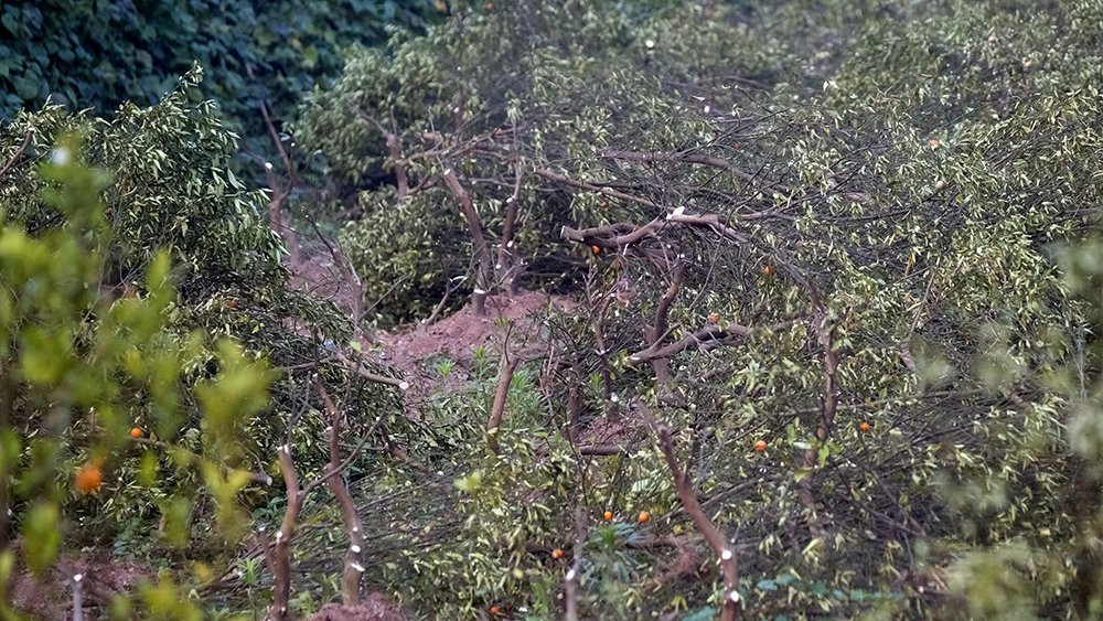 Nỗi đau sau Tết: Cây cảnh ế đầy vườn, nông dân ôm nợ ảnh 5