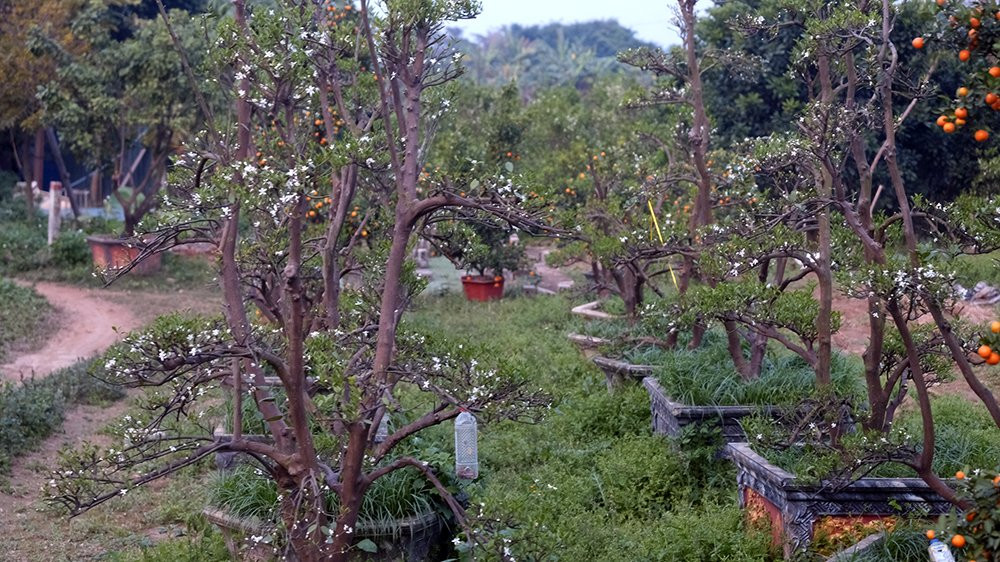 Nỗi đau sau Tết: Cây cảnh ế đầy vườn, nông dân ôm nợ ảnh 2