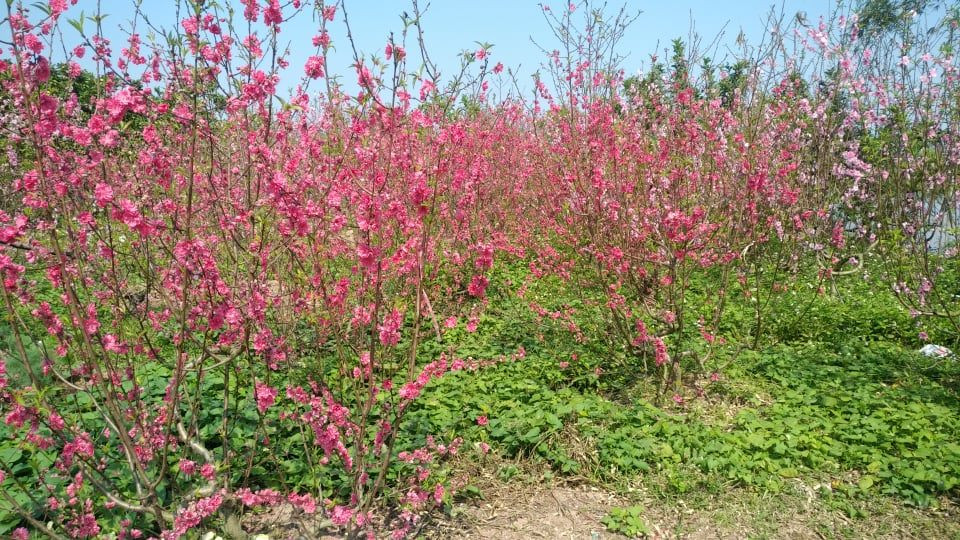 Nỗi đau sau Tết: Cây cảnh ế đầy vườn, nông dân ôm nợ ảnh 1