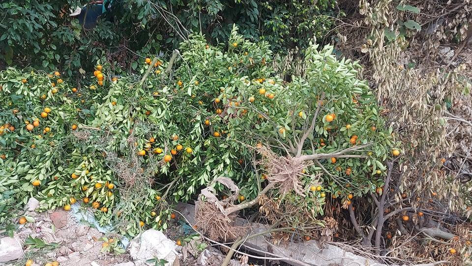 Nỗi đau sau Tết: Cây cảnh ế đầy vườn, nông dân ôm nợ ảnh 4