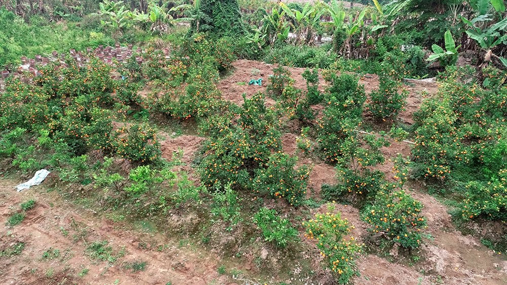 Nỗi đau sau Tết: Cây cảnh ế đầy vườn, nông dân ôm nợ ảnh 6