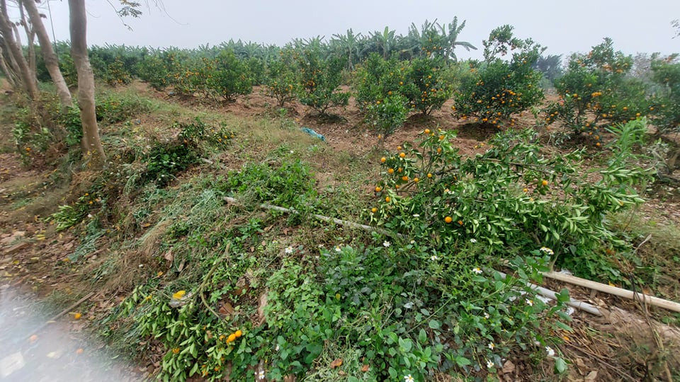 Nỗi đau sau Tết: Cây cảnh ế đầy vườn, nông dân ôm nợ ảnh 7