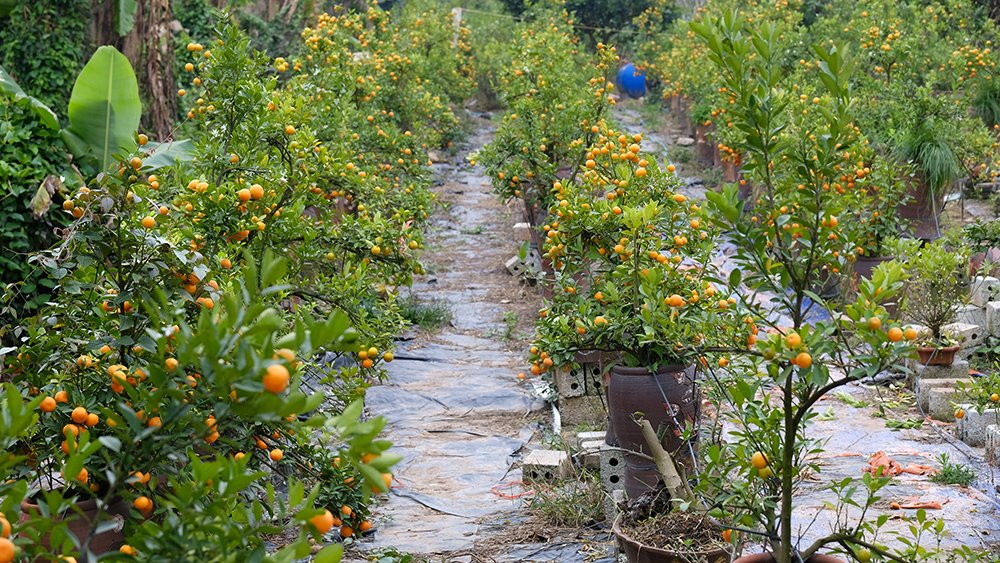 Nỗi đau sau Tết: Cây cảnh ế đầy vườn, nông dân ôm nợ ảnh 3