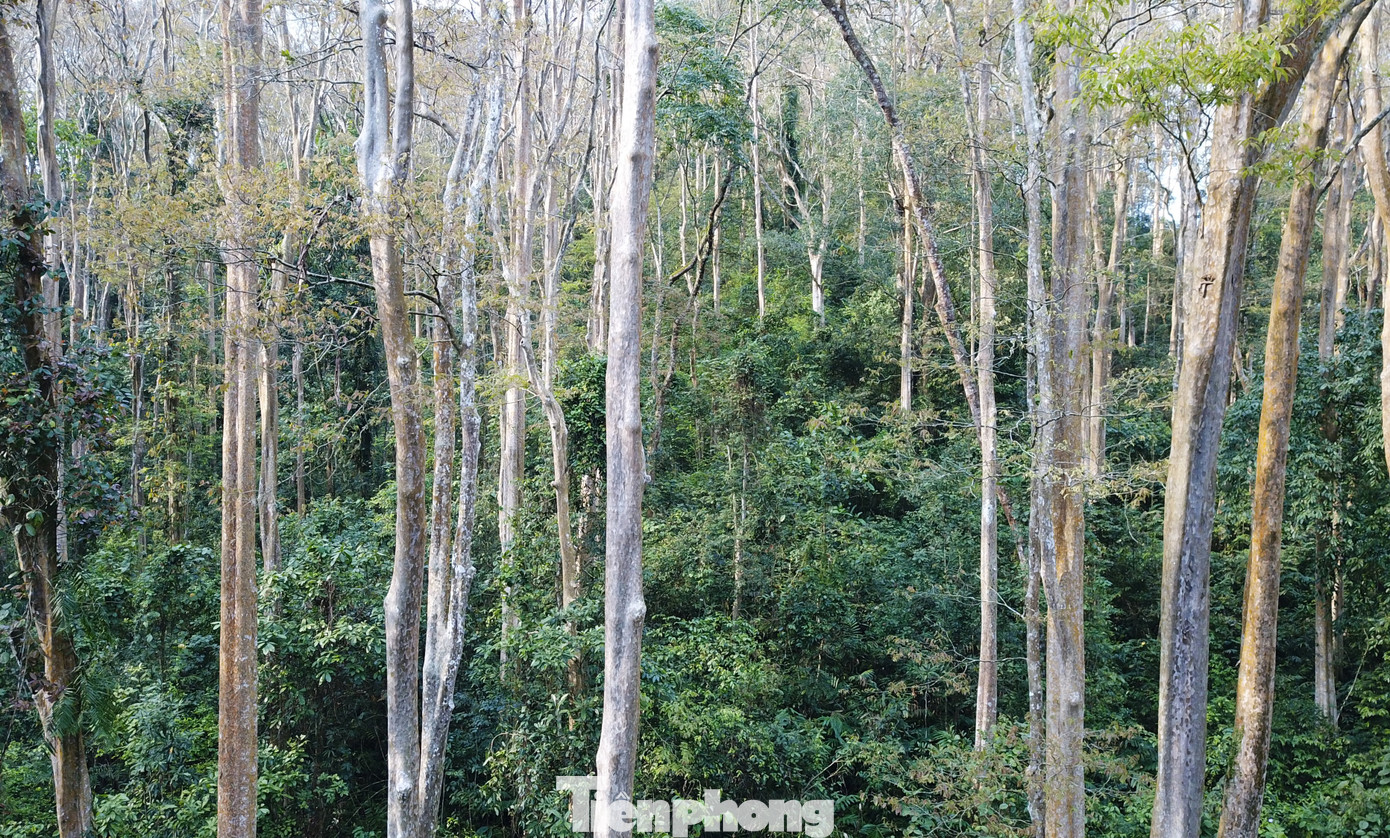 Đẹp 'hút hồn' rừng Săng lẻ nguyên sinh mùa đổ lá ảnh 4