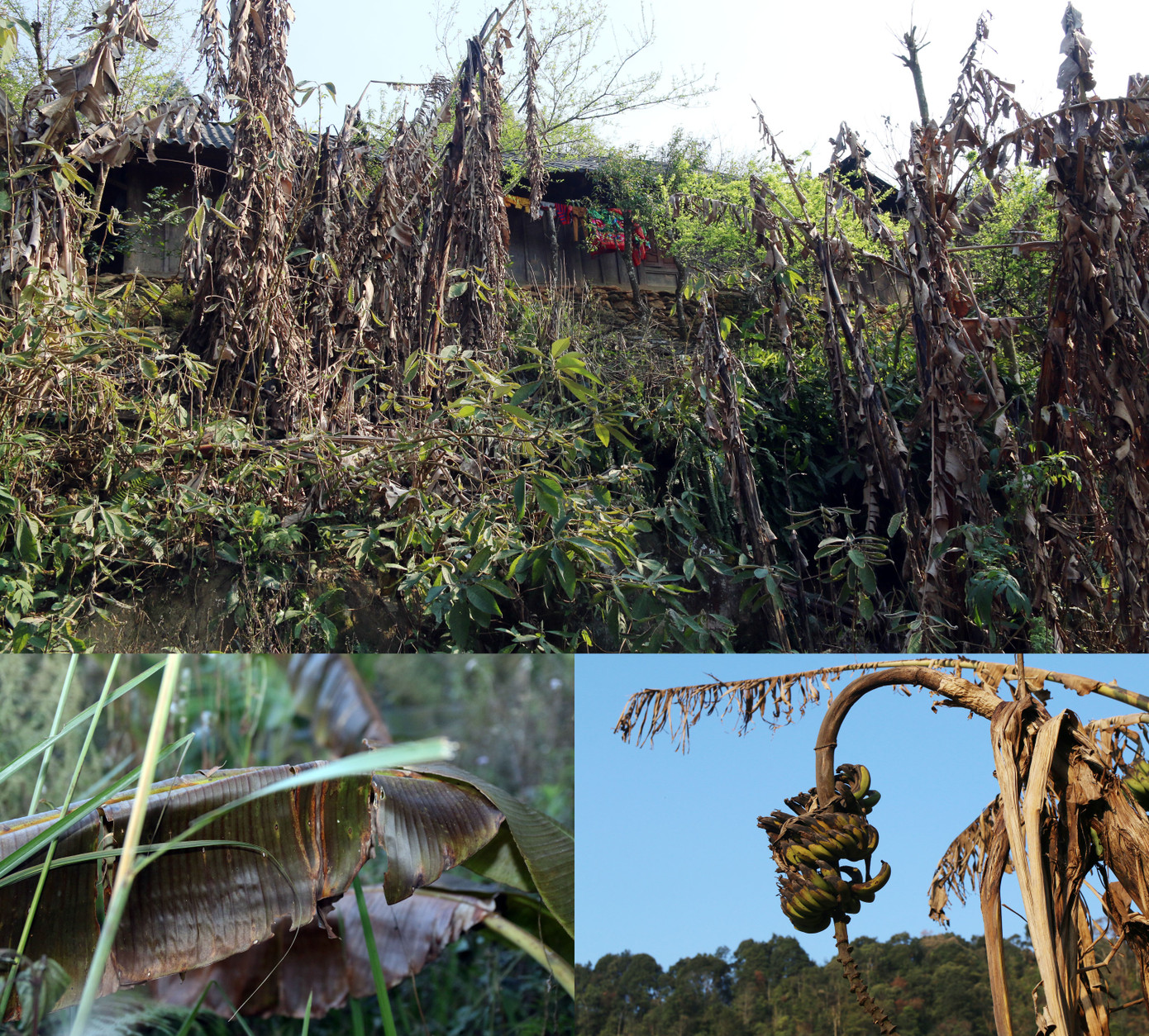 Gia súc chết, hoa màu héo úa lụi tàn sau rét đậm rét hại ở Nghệ An ảnh 5