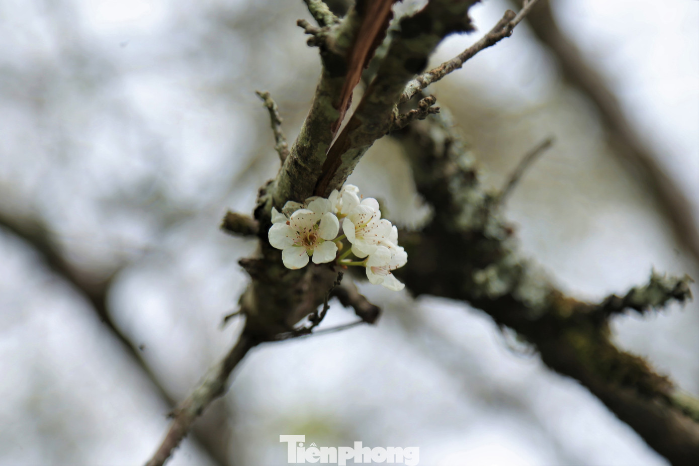 Ngắm hoa đào khoe sắc trên 'cổng trời' mù sương ảnh 9