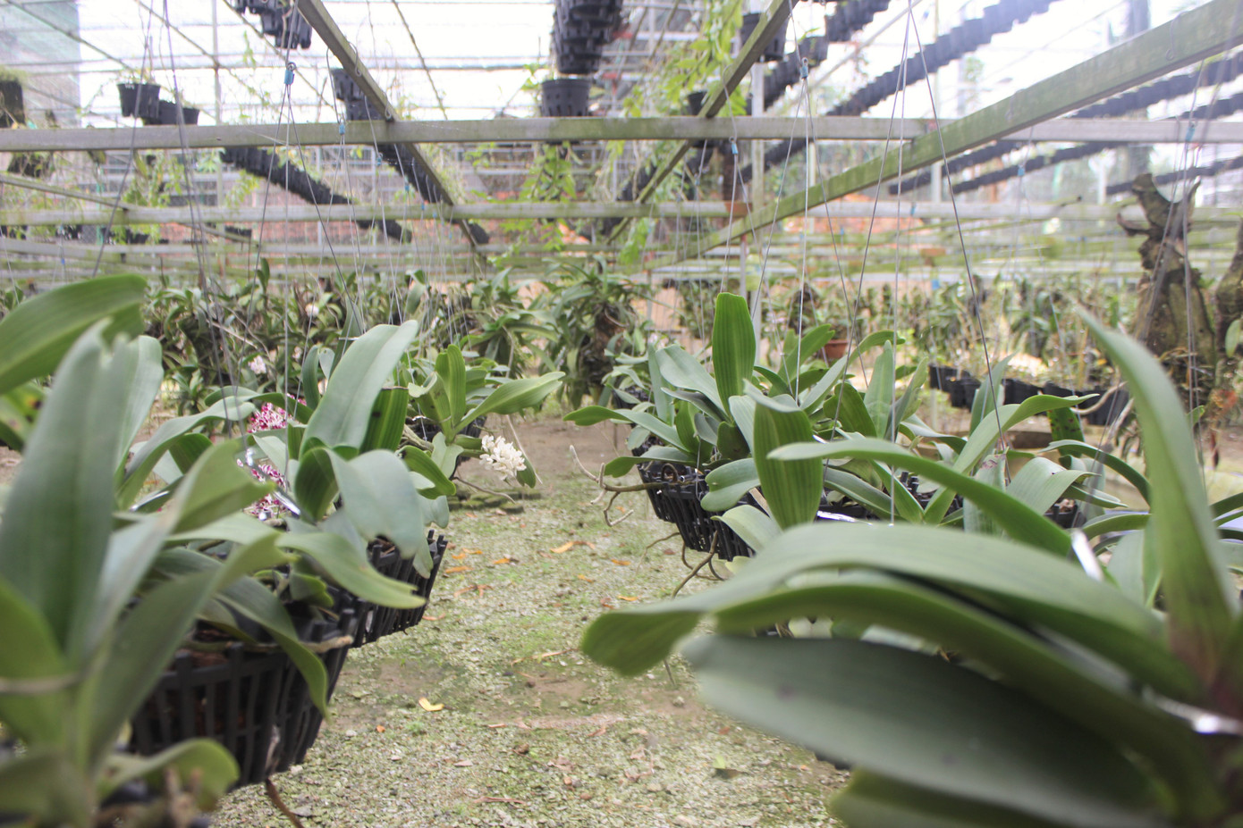 Đã mắt ngắm vườn lan bạc tỷ của chàng cử nhân công nghệ thông tin ảnh 4