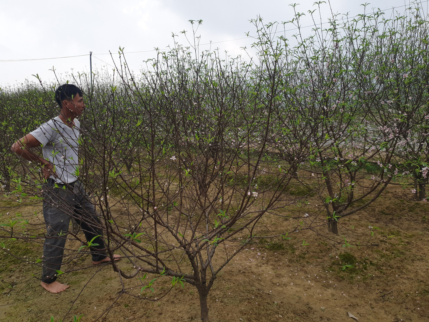 Đào nở rộ vì nắng, người trồng thấp thỏm lo 'mất Tết' ảnh 1