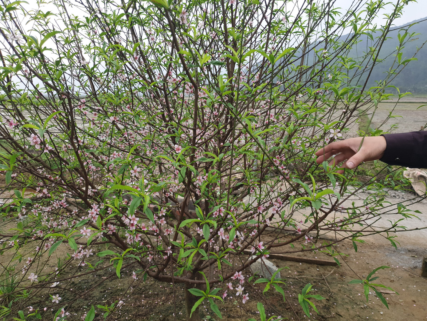 Đào nở rộ vì nắng, người trồng thấp thỏm lo 'mất Tết' ảnh 2