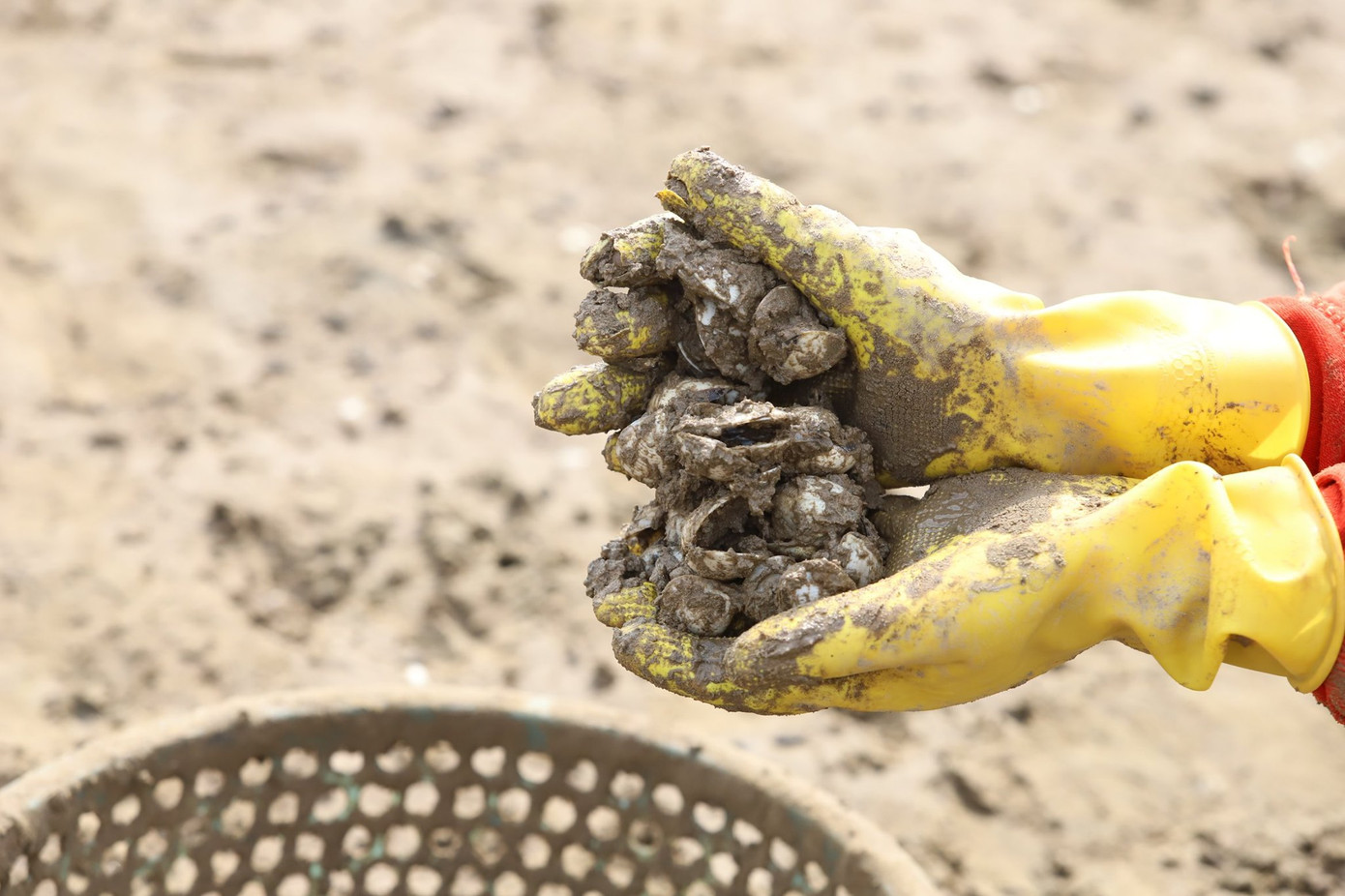 Người dân Hà Tĩnh lao đao vì ngao chết trắng đầm ảnh 5