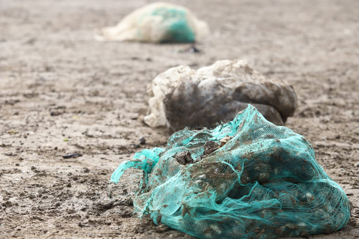 Người dân Hà Tĩnh lao đao vì ngao chết trắng đầm ảnh 9