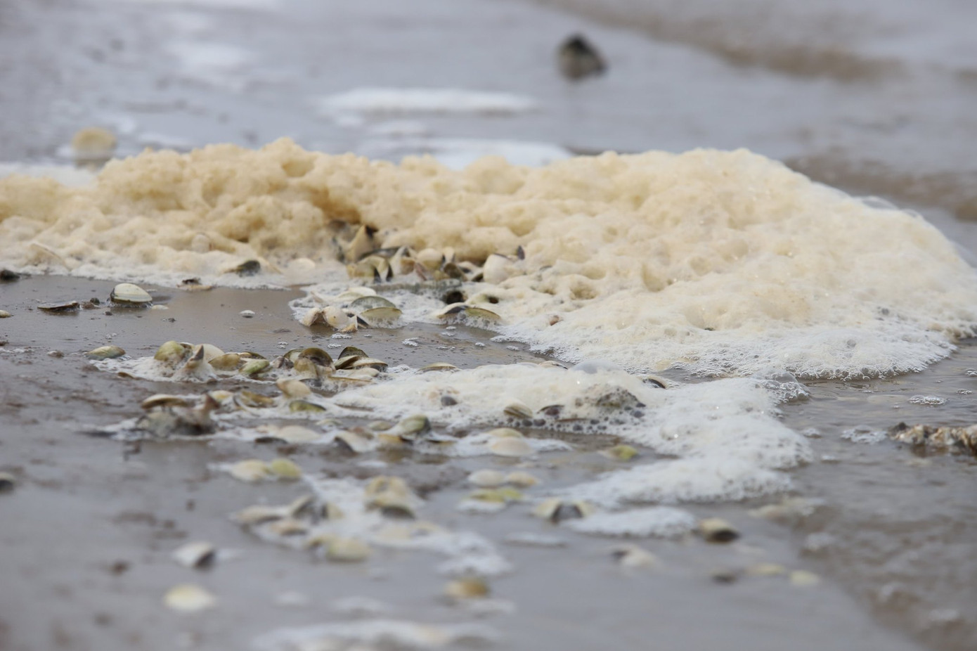 Người dân Hà Tĩnh lao đao vì ngao chết trắng đầm ảnh 2