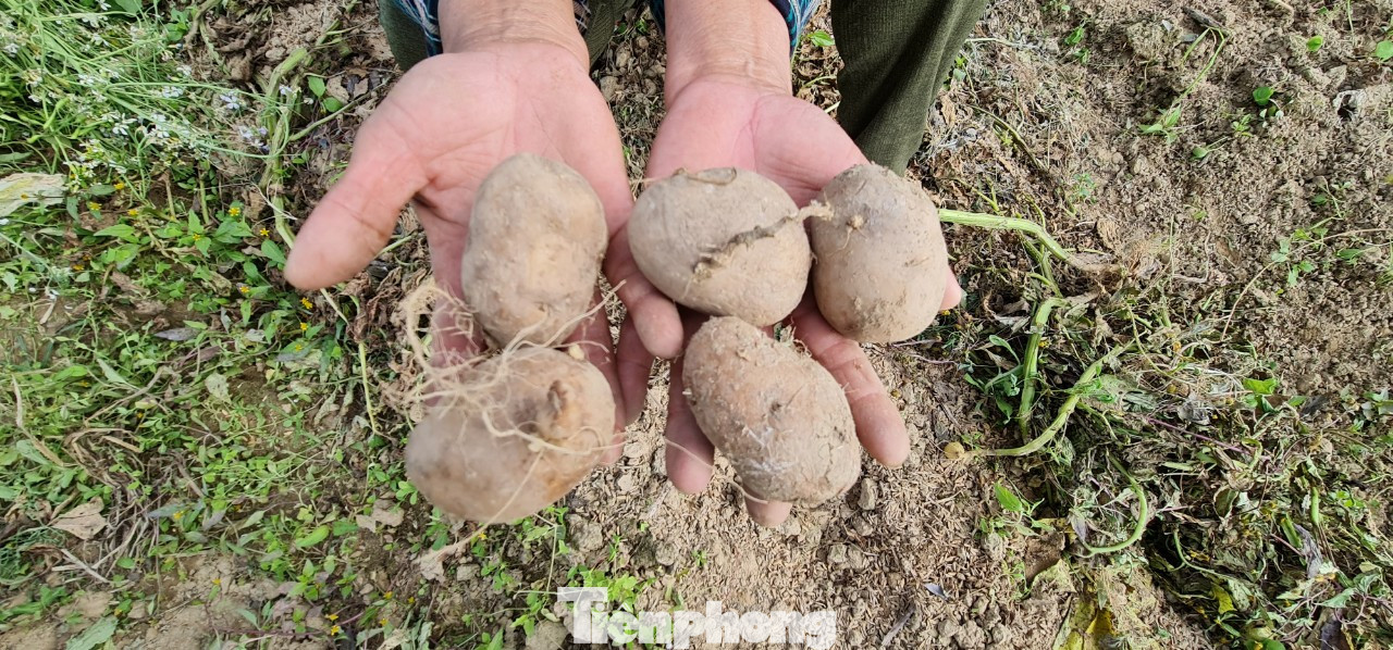 Rau ế ẩm, nông dân ngấn lệ đào bỏ làm thức ăn cho gia súc ảnh 9