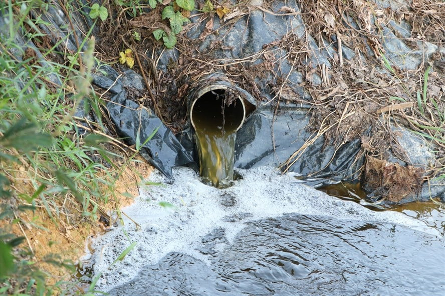 Đề nghị xử phạt trại lợn 'đầu độc' hồ Tràng Đen ảnh 1