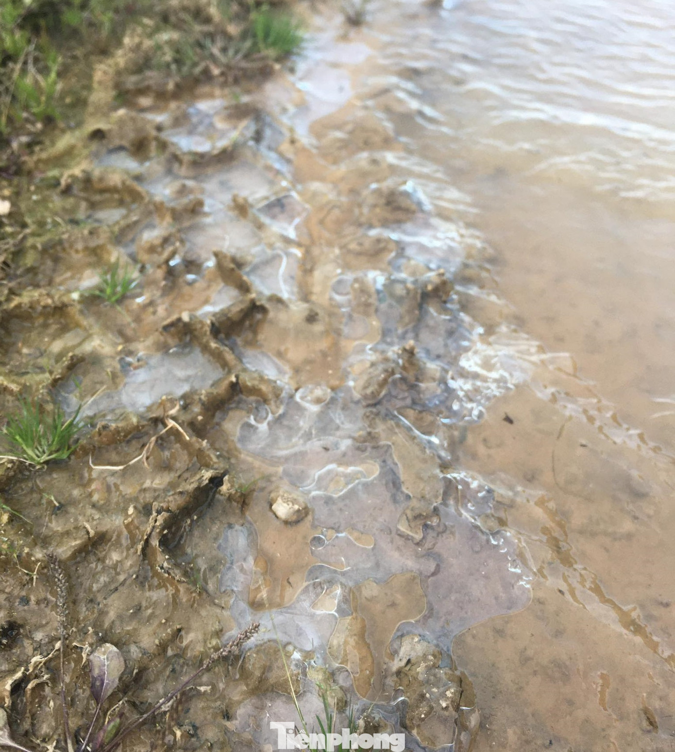 Băng giá phủ trắng xóa rừng cây ngọn cỏ ở miền núi Nghệ An ảnh 9