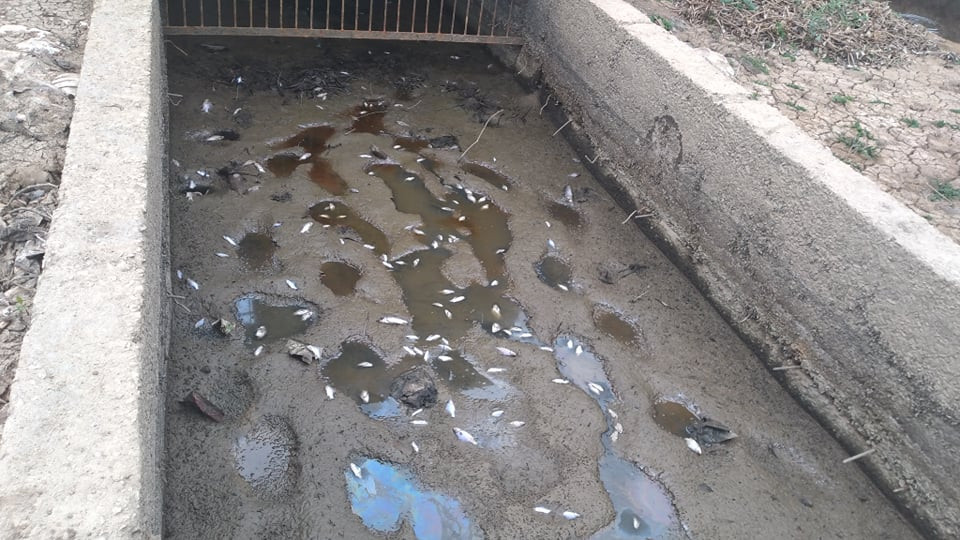 Sông ngòi cạn khô, cá chết hàng loạt, lúa non khô cháy ảnh 1