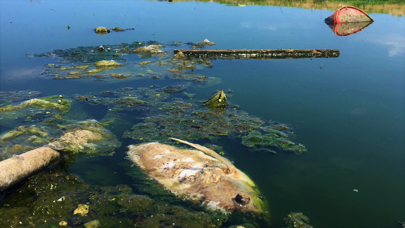 Nước thải sinh hoạt đen ngòm ngày đêm 'bức tử' biển Hà Tĩnh ảnh 2