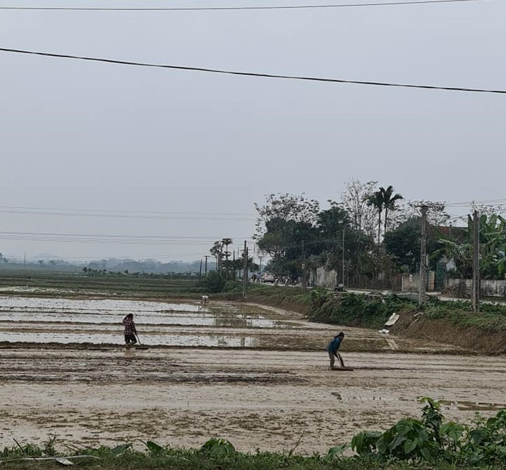 Người dân xuống ruộng làm mùa giữa trời rét 'cắt da, cắt thịt' ảnh 7