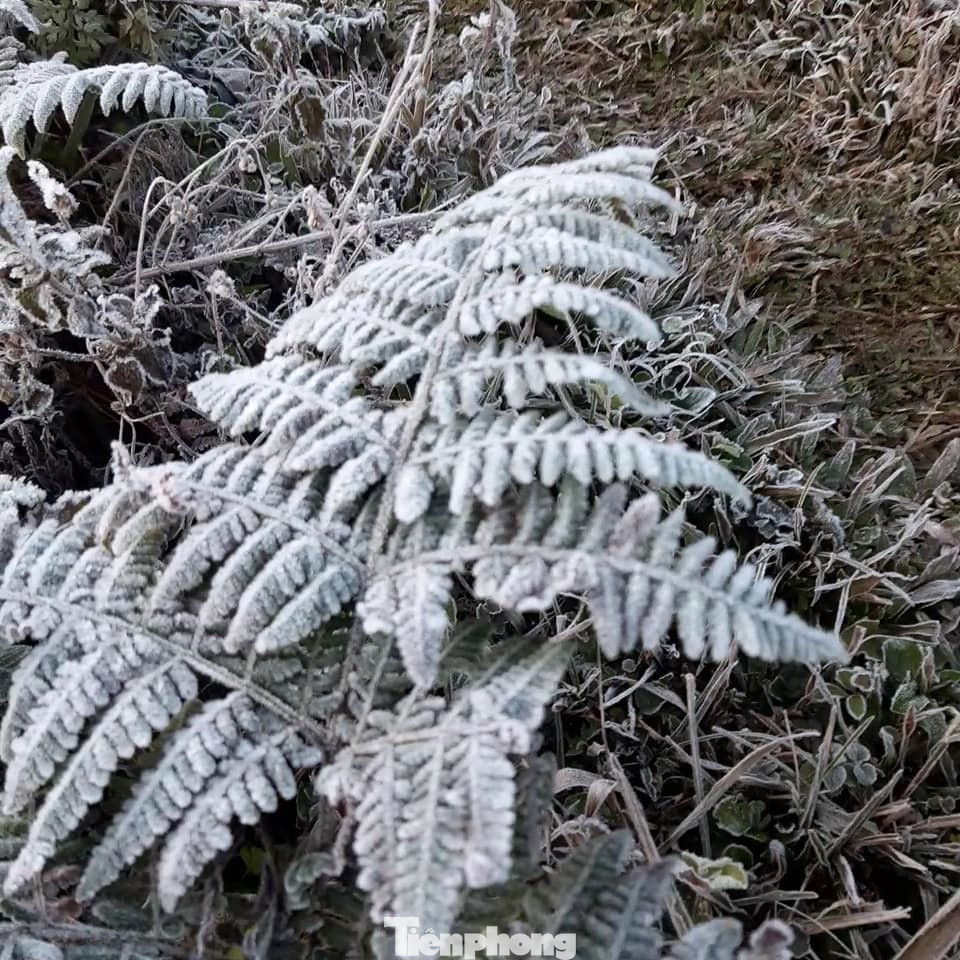 Băng giá phủ trắng xóa rừng cây ngọn cỏ ở miền núi Nghệ An ảnh 11