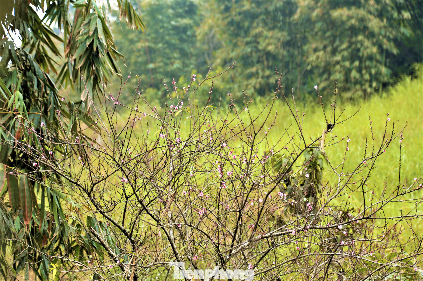 Ngắm hoa đào khoe sắc trên 'cổng trời' mù sương ảnh 7