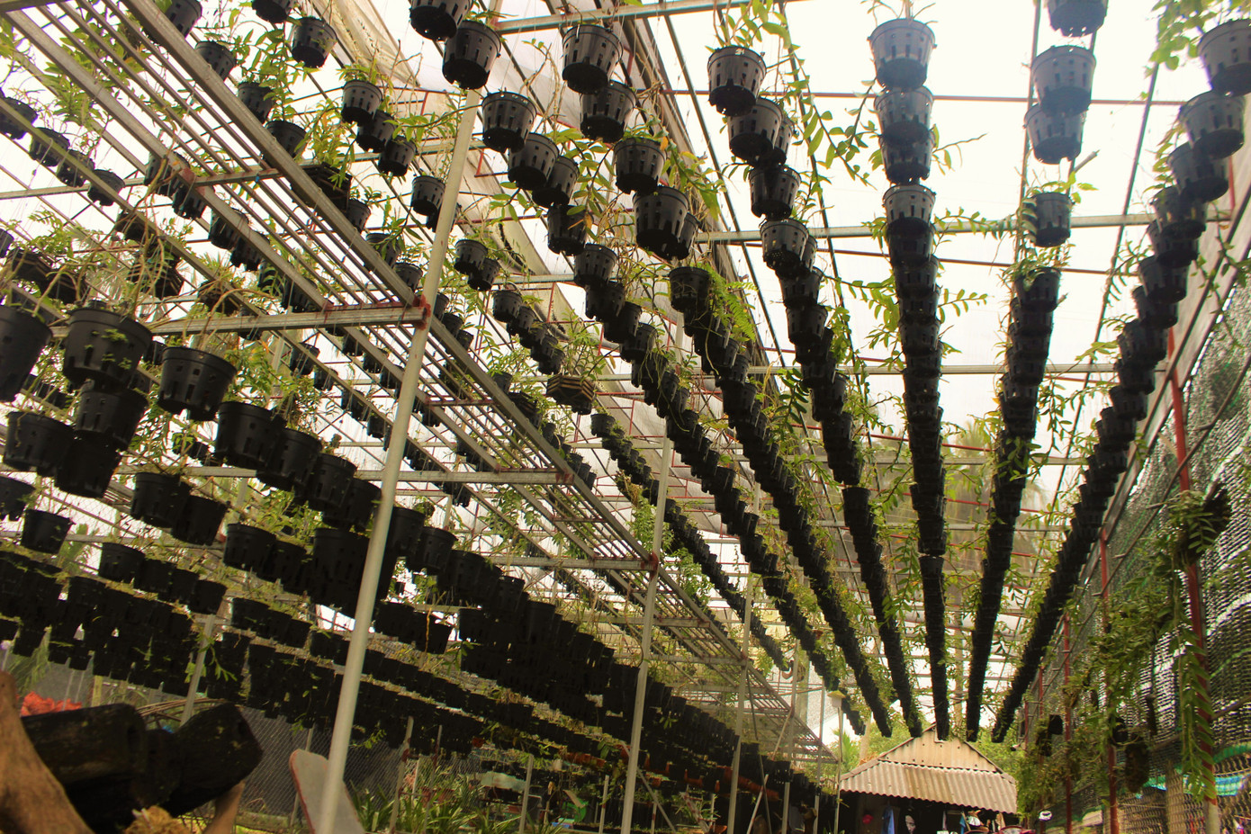 Đã mắt ngắm vườn lan bạc tỷ của chàng cử nhân công nghệ thông tin ảnh 14