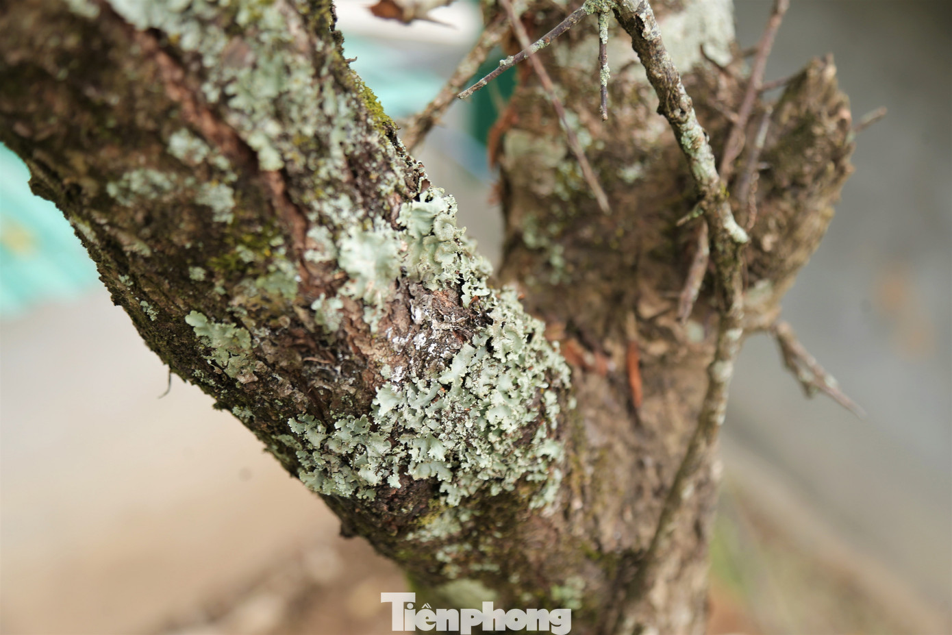 Ngắm hoa đào khoe sắc trên 'cổng trời' mù sương ảnh 11