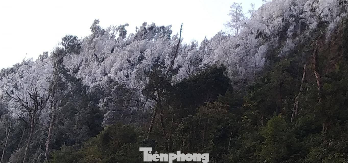 Băng giá phủ trắng xóa rừng cây ngọn cỏ ở miền núi Nghệ An ảnh 1