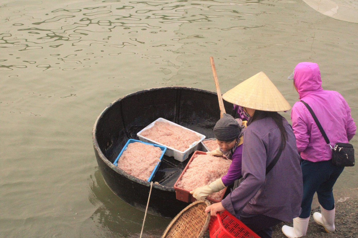 Ngư dân Hà Tĩnh hốt 'lộc trời' đầu năm, kiếm tiền triệu sau vài giờ ra khơi ảnh 10