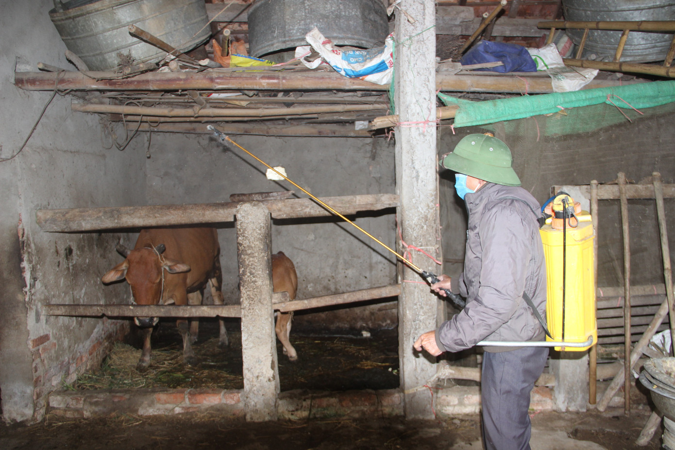 Xuất hiện dịch viêm da nổi cục trên gia súc tại Nghệ An ảnh 2