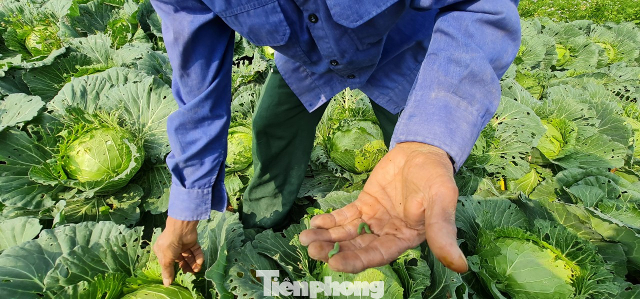 Rau ế ẩm, nông dân ngấn lệ đào bỏ làm thức ăn cho gia súc ảnh 8