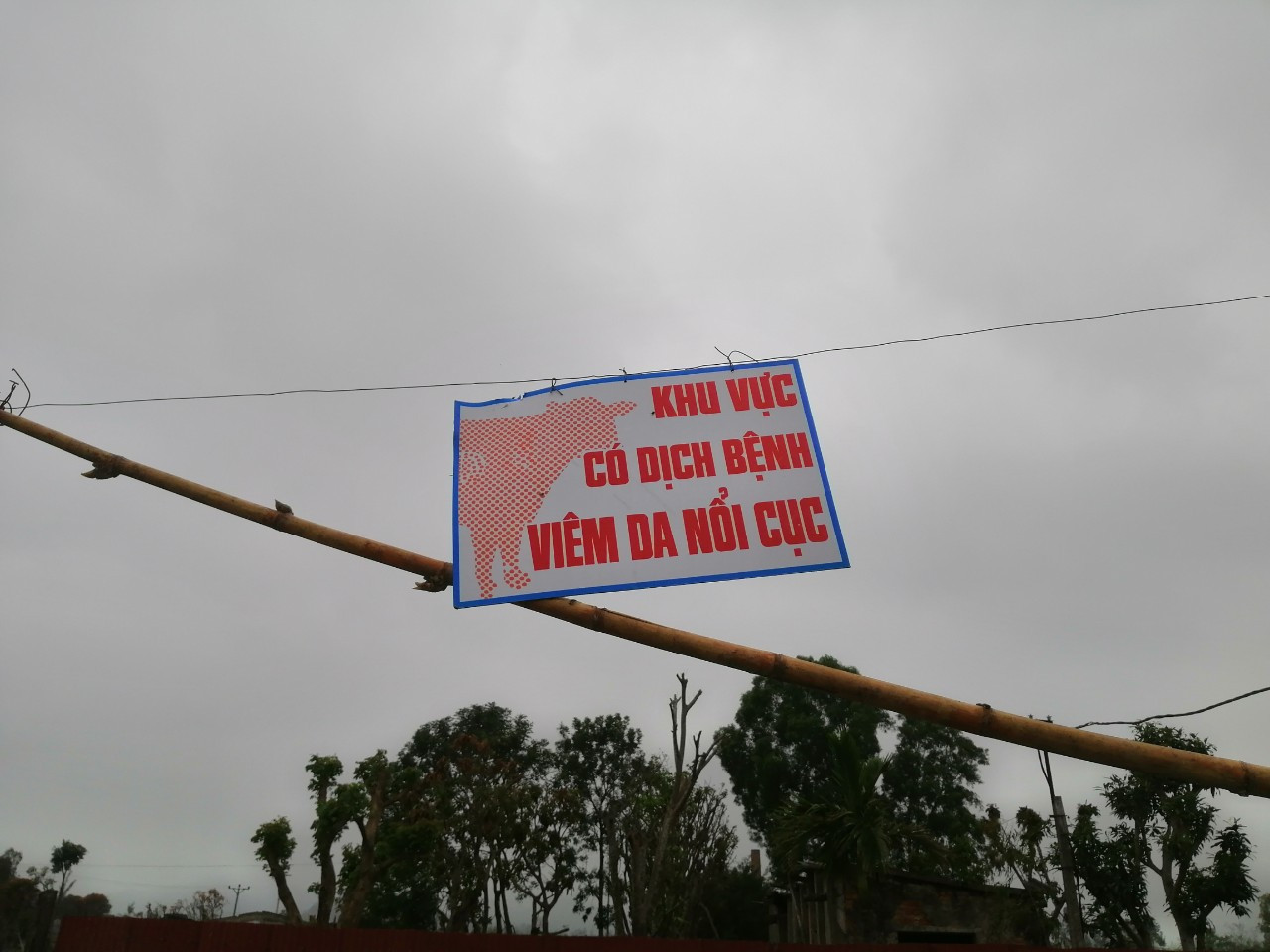 Xuất hiện dịch viêm da nổi cục trên gia súc tại Nghệ An ảnh 3