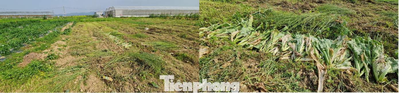 Rau ế ẩm, nông dân ngấn lệ đào bỏ làm thức ăn cho gia súc ảnh 10